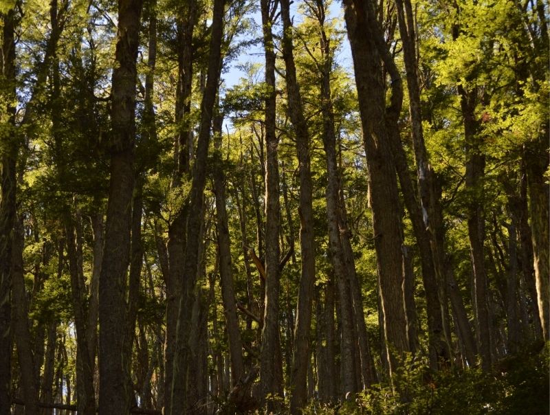 Sendero entre lengas